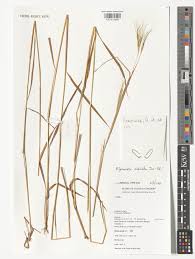 Image result for Elymandra grallata