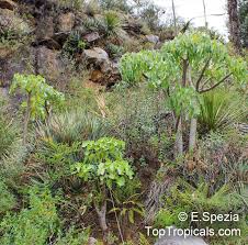 Image result for Senecio sp.no.1