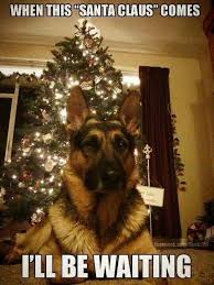 Santa Claus German Shepherd Dogs Funny Dogs Shepherd Dog