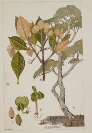 Image result for Avicennia marina