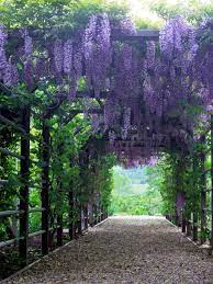 The Best Vines To Grow On Arches And Pergolas Beautiful Gardens Dream Garden Garden Vines
