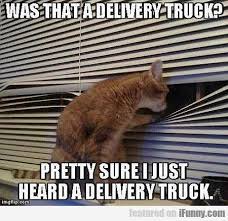 Was That A Delivery Truck Funny Cat Memes Cat Memes Cute Cat Memes