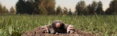 How do ultrasonic repellers work? How To Get Rid Of Moles Updated For 2021