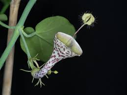 Image result for Ceropegia haygarthii