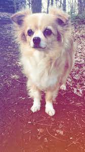 Bambi Pomchi Chihuahua Beautiful Cutest Fluffy Longhair Floppy Ears Chihuahua Chihuahua Long Haired Dogs And Puppies