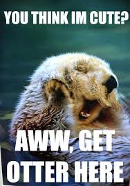 These Animal Jokes Are So Bad They Re Good I M Cracking Up Funny Animals With Captions Funny Animal Quotes Funny Animals