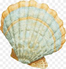 A conch work, the main objectives were to learn zbrush modeling, substance painter mapping, and blender rendering. Seashell Clam Scallop Floating Decorative Sea Shells Pattern Geometric Pattern Decorative Christmas Decoration Png Pngwing