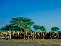 To undertake research, teaching and training personnel in the modern areas of molecular biology and biotechnology. National Research Centre On Camel Bikaner Best Time To Visit