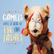 There are two types of camels: Pin On Optical Marketing