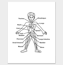 This has a front side and back side with labels for all of it. 12 Human Body Outline Templates In Word Pdf Doc Formats