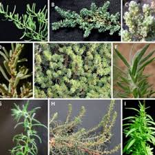 Image result for Chenolea diffusa