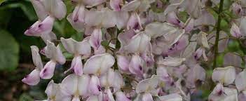Check spelling or type a new query. Japanese Wisteria Wisteria Floribunda Pink Ice