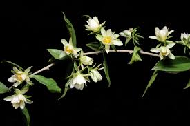 Image result for Pereskia aculeata