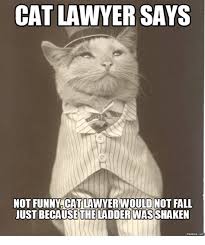 However, as twitter history shows, the lawyer cat saga happened and people loved it. Lawyer Cat Memes