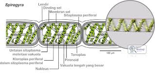 Gambar Struktur Spirogyra Anggota Ganggang Hijau Dinding Sel Biologi Gambar