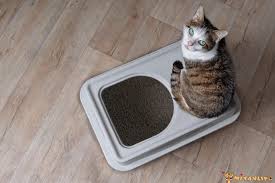 Ince Kedi Kumu Ile Kalin Kedi Kumu Farki Miyavliyo