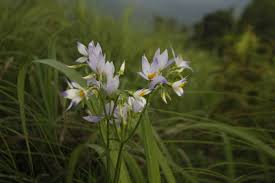 Image result for Exochaenium