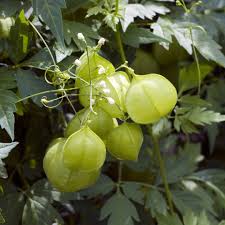 Image result for Cardiospermum halicacabum