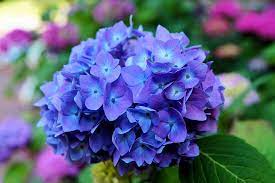 The uniforms proved so popular that the color was eventually adopted by navies around the world. How To Get Blue And Purple Hydrangeas Crafty Morning