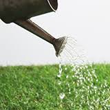 花菖蒲の剪定について 花が落ちた後の花菖蒲は根を残して葉を切った Yahoo 知恵袋