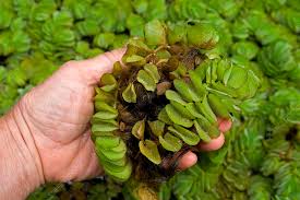 Image result for Salvinia hastata