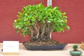Image result for Fuirena microcarpa
