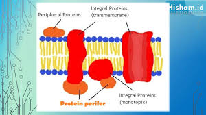 Molekul protein mengandung karbon, hidrogen, oksigen, nitrogen, sulfur serta fosfor. Protein Perifer Pengertian Struktur Dan Fungsi Penjelasan Materi Lengkap Hisham Id
