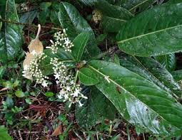 Image result for Coptosperma