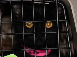 Maybe you would like to learn more about one of these? Lynnwood Paws Shelter Welcomes Van Filled With California Cats And Dogs All Needing A Forever Home My Edmonds News