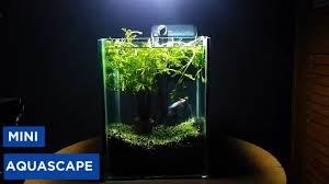 Contoh Dan Referensi Desain Aquascape Mini Terbaik