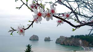 10 Most Popular Spring Wallpaper Hd Widescreen Full Hd 1080p For Pc Desktop Spring Wallpaper Spring Wallpaper Hd Spring Images