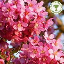 Dwarf cherry trees are ideal for growing indoors because they only require 6 hours of sunlight. Prunus Kursar Buy Small Pink Flowering Cherry Blossom Trees