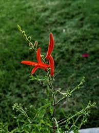 Image result for Aeollanthus ukamensis