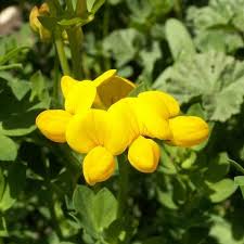 Image result for Lotus corniculatus