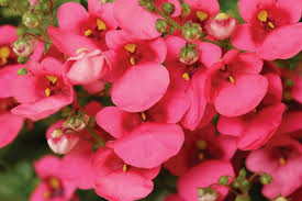 Image result for Diascia