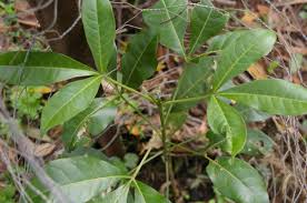 Image result for Micrococca