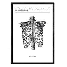 The nerves of the chest wall. Nacnic Poster Of Ribs Anatomy Of The Human Body Muscles And Bones Films With Human Body Parts 8x11 Size Amazon In Home Kitchen