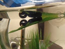 Should i use it in my betta aquarium or not? Using Aquarium Salt And Epsom Salt For Health Solutions Bettasmart