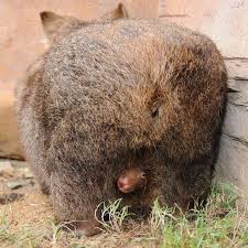 Little Wombat Is Coming Wombat Baby Wombat Australia Animals
