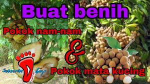 Lokasi kg luit maran pahang. Benih Pokok Nam Nam Mata Kucing Youtube
