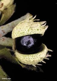 Image result for Macaranga mellifera