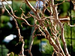 Image result for Albizia tanganyicensis