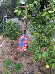 Apron Sally Amongst The Citrus Fruit In Sally Sits Amongst The Citrus Fruit In Annie Gardner Neilsen S Garden In Mi Poverty In India Apron Women Helping Women