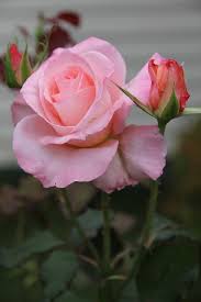 Light Pink Rose Light Pink Rose Beautiful Flowers Rose
