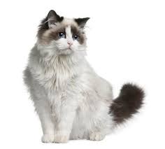 How To Bathe A Ragdoll Cat