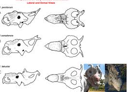 Pachyrhinosaurus - Ark Official Community Wiki