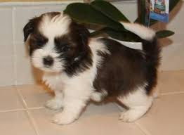 These dogs are truly an ancient breed, with a history going back more than 1000 years. Shih Tzu Puppies For Sale Fairhope Al 126902 Petzlover
