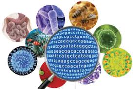 Microbi, comunità microbiche e metagenomica