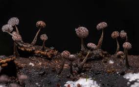 Image result for Melanospermum