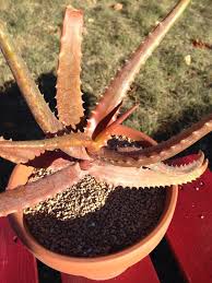 Image result for Aloe cameronii